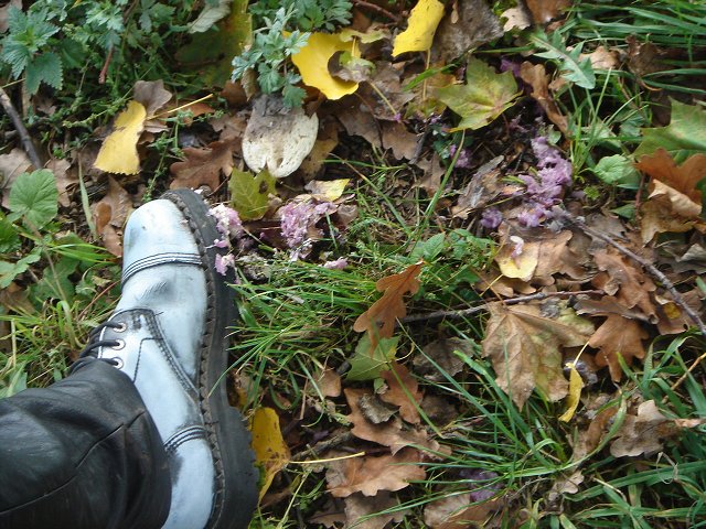 img00039.jpg