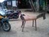 photo21_small.jpg