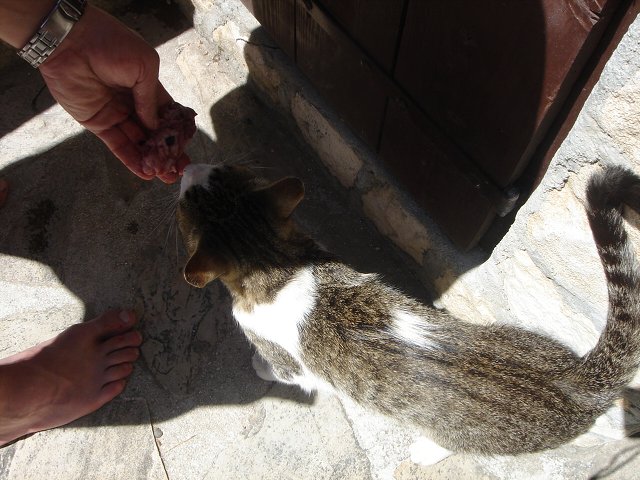 img00118.jpg