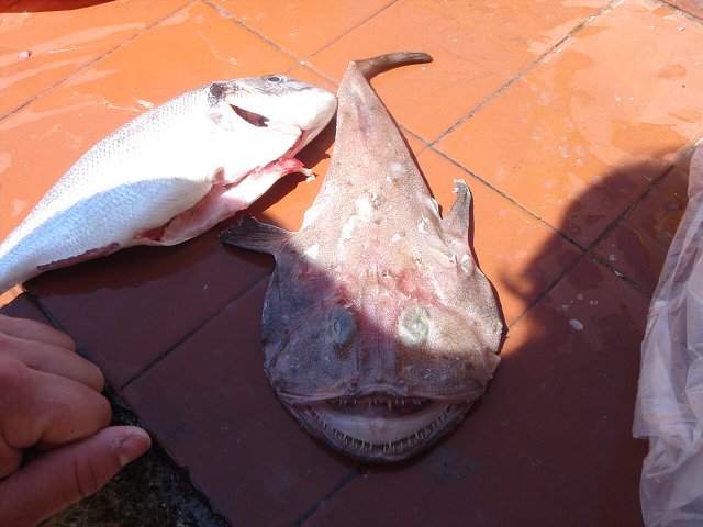 img00119.jpg