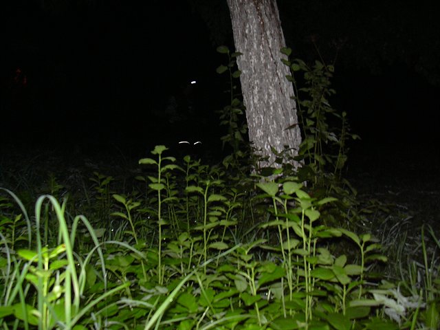img00009.jpg