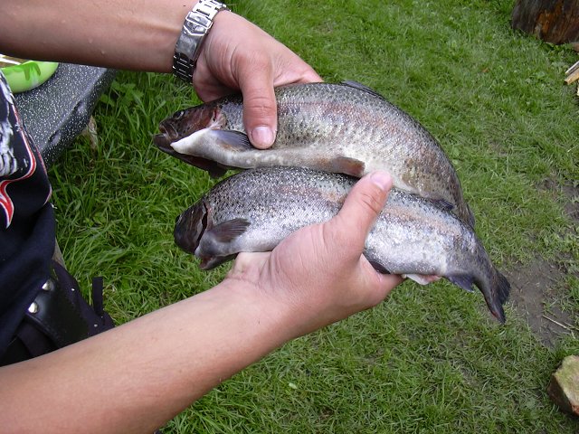 img00033.jpg