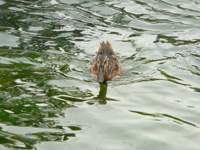 img00220.jpg